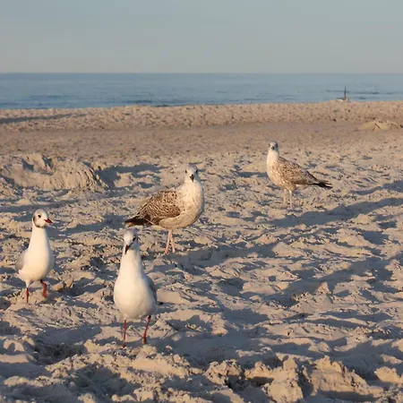 In Nahe Ostseestrand *