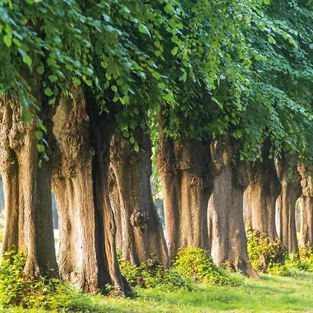 In Nahe Ostseestrand