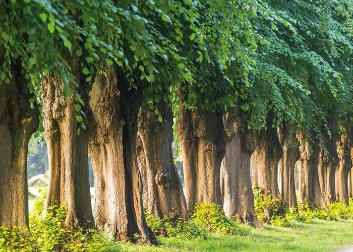 In Nahe Ostseestrand